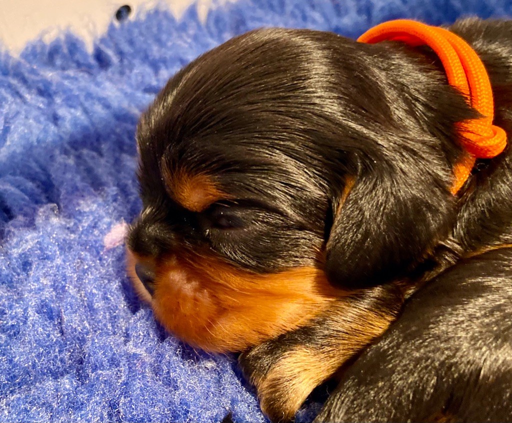 Of Sweet Little Kings - Chiot disponible  - Cavalier King Charles Spaniel