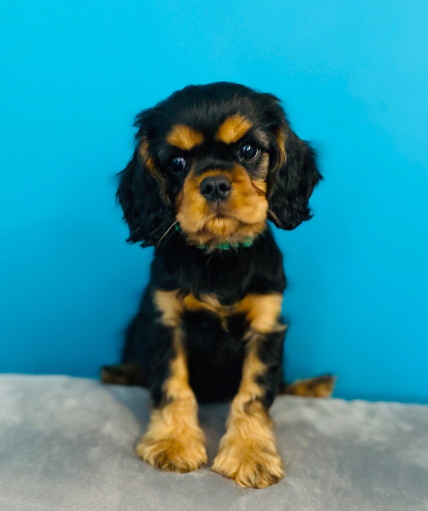 Of Sweet Little Kings - Chiot disponible  - Cavalier King Charles Spaniel