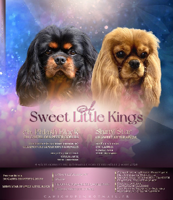Of Sweet Little Kings - Cavalier King Charles Spaniel - Portée née le 03/03/2024