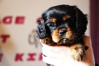 Of Sweet Little Kings - Cavalier King Charles Spaniel - Portée née le 11/03/2016