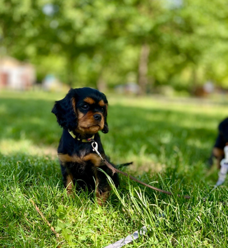 Of Sweet Little Kings - Chiot disponible  - Cavalier King Charles Spaniel