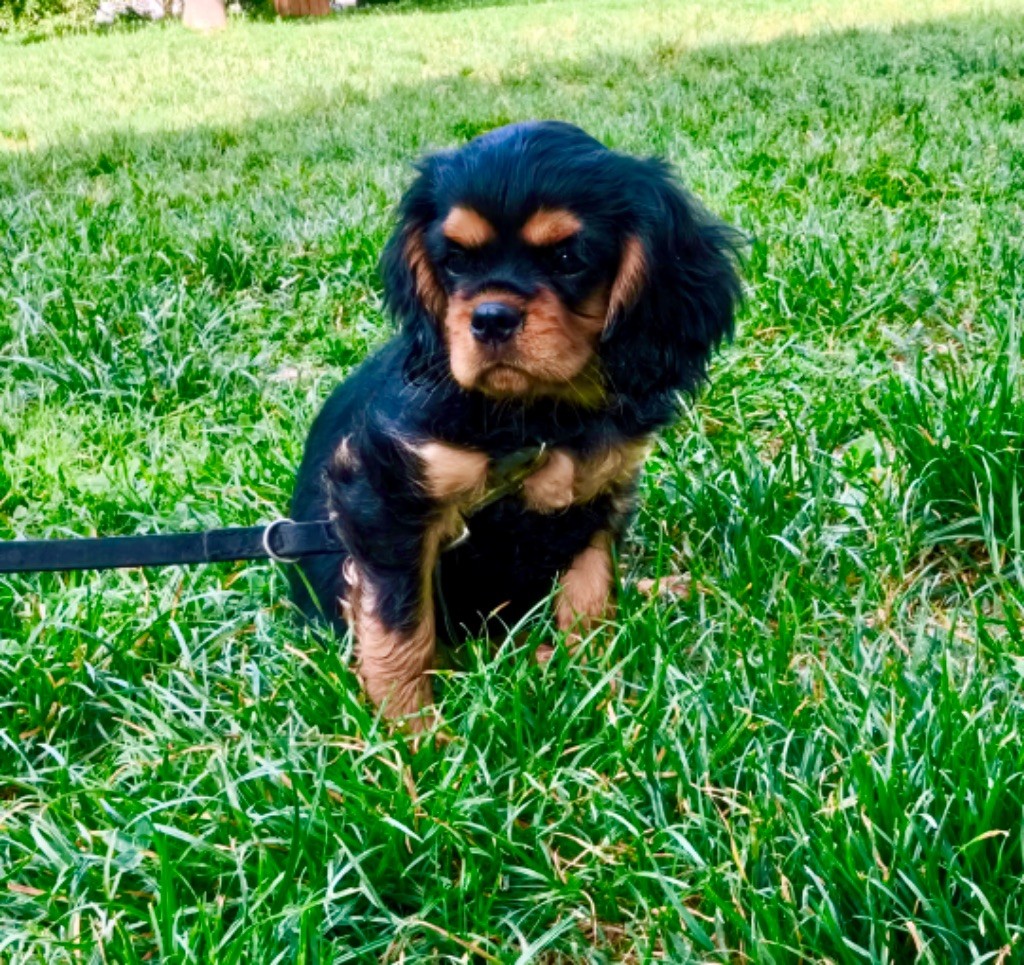 Of Sweet Little Kings - Chiot disponible  - Cavalier King Charles Spaniel