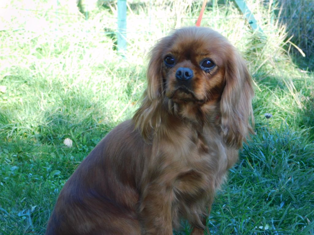 Letty Of Sweet Little Kings