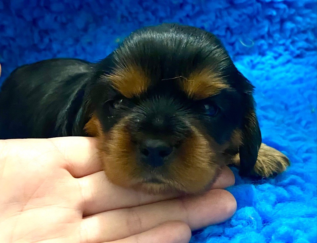 Of Sweet Little Kings - Chiots disponibles - Cavalier King Charles Spaniel