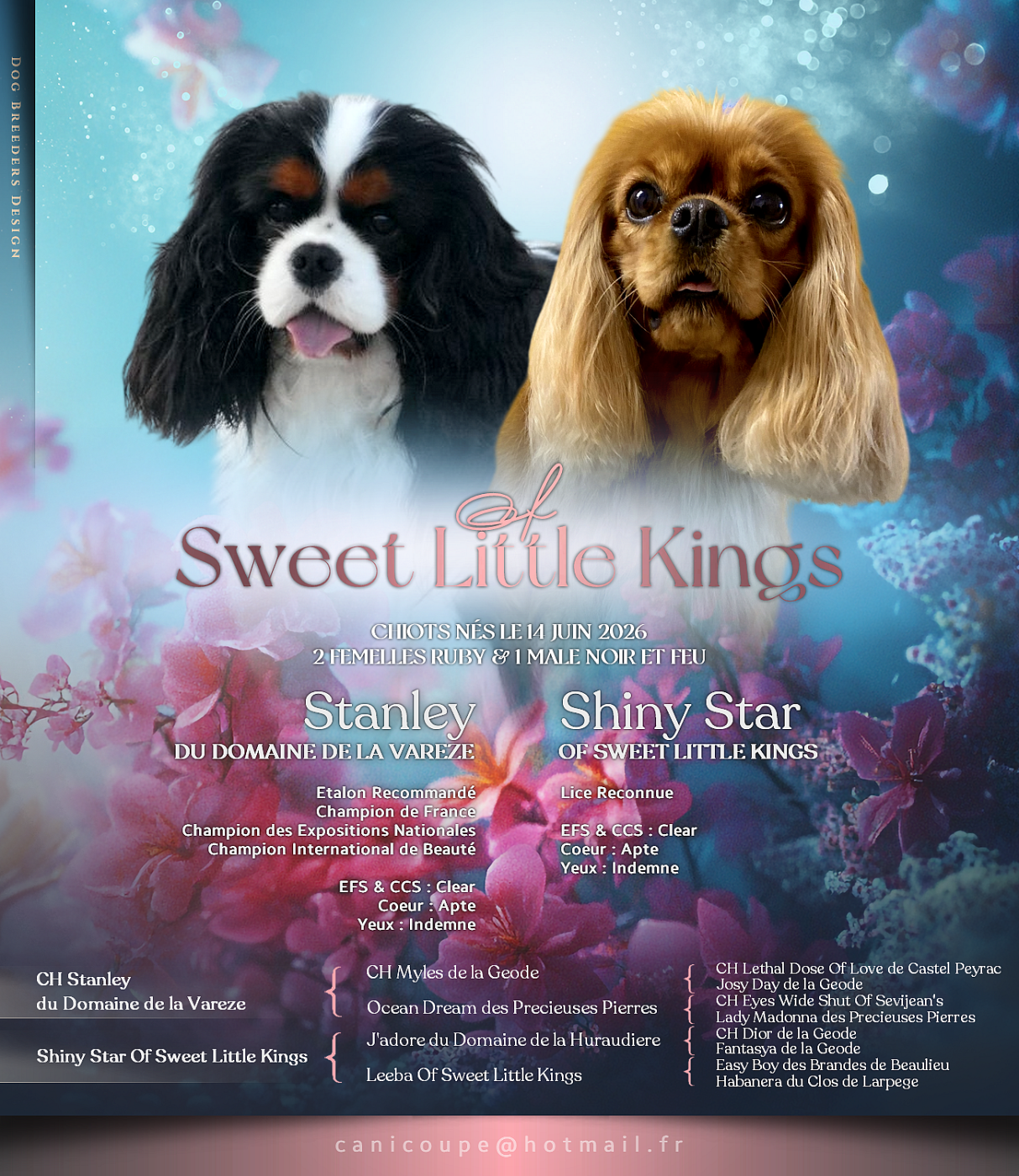 Chiot Cavalier King Charles Spaniel Of Sweet Little Kings