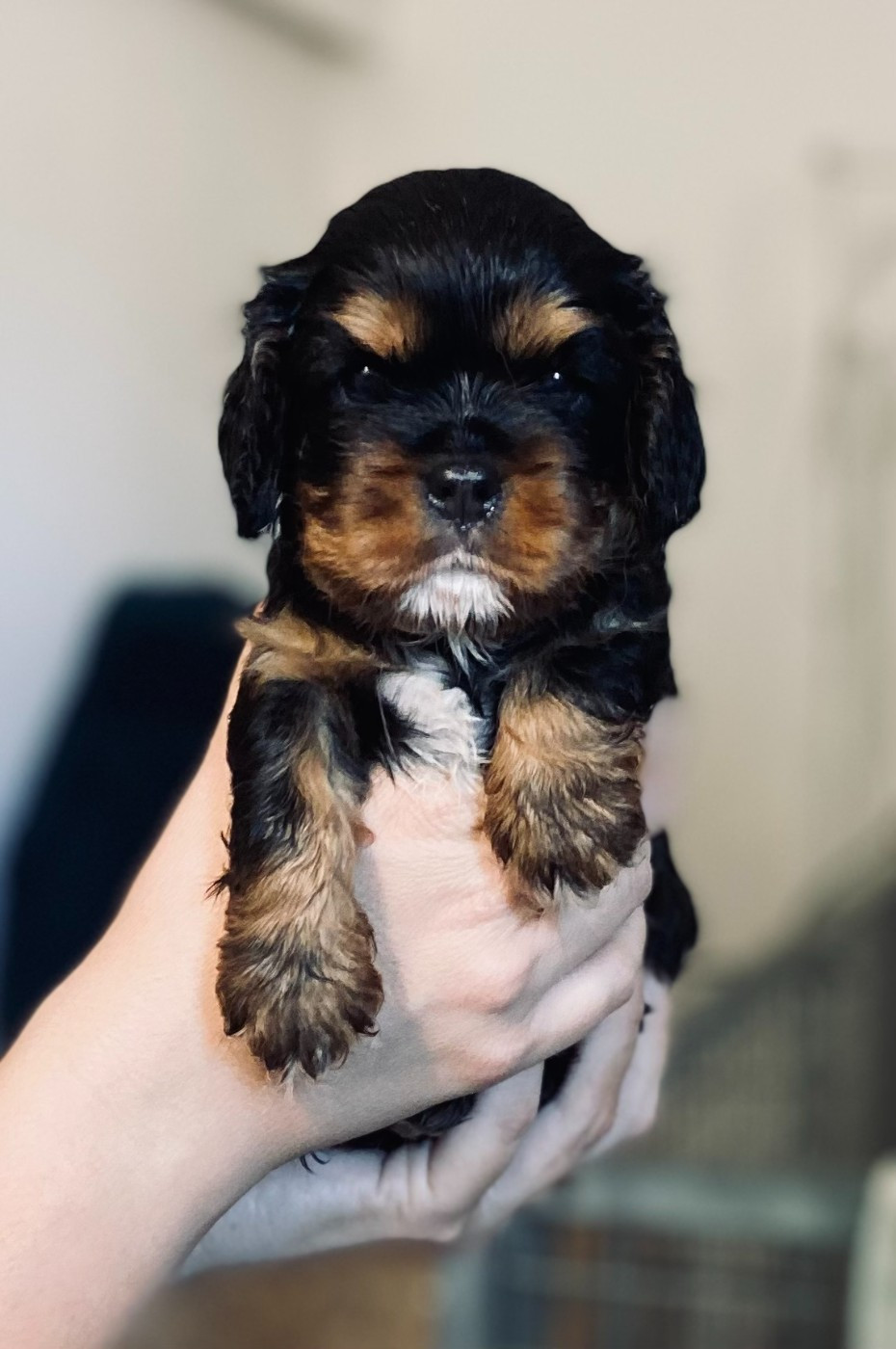 Of Sweet Little Kings - Chiots disponibles - Cavalier King Charles Spaniel
