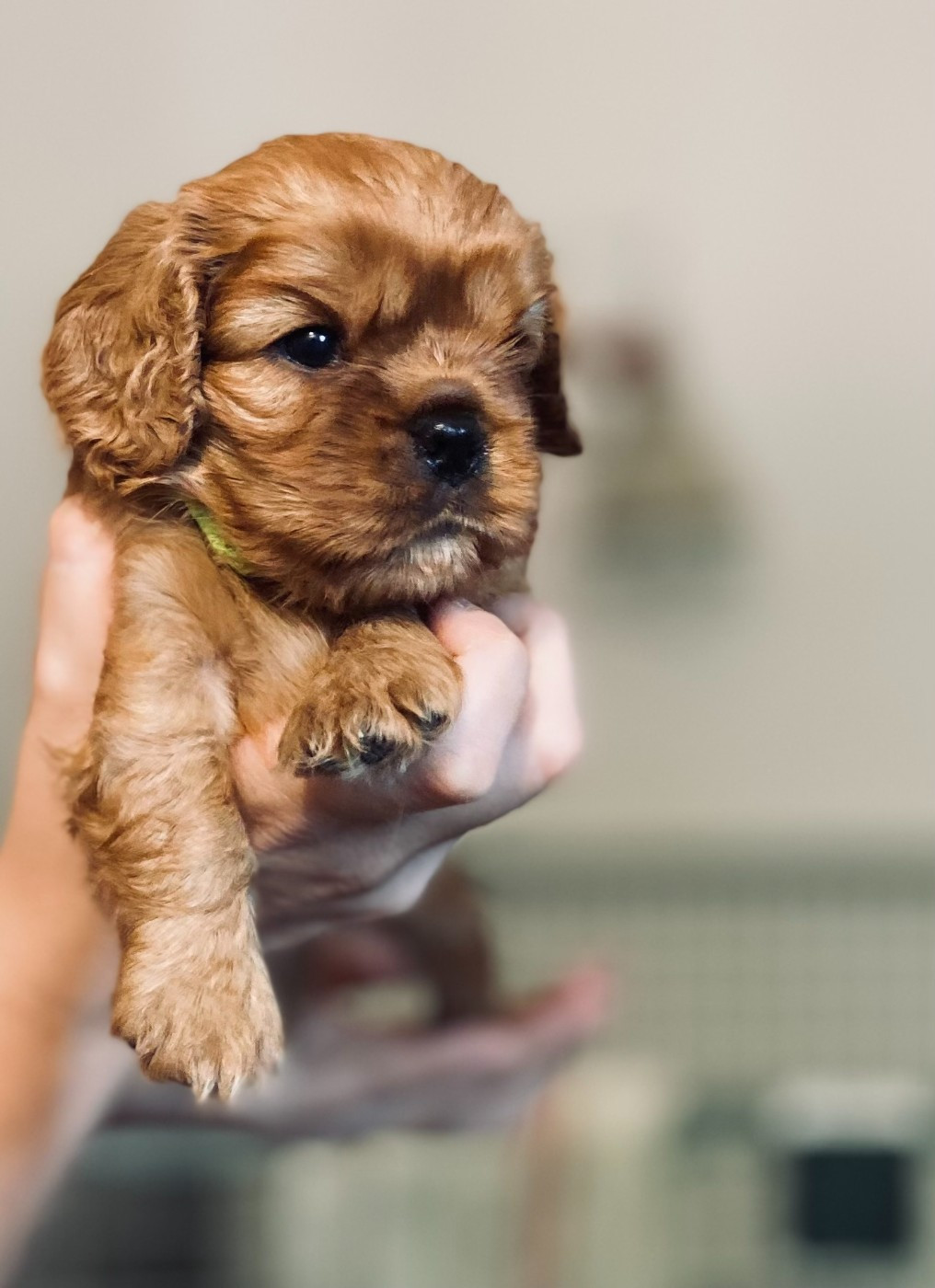 Of Sweet Little Kings - Chiots disponibles - Cavalier King Charles Spaniel