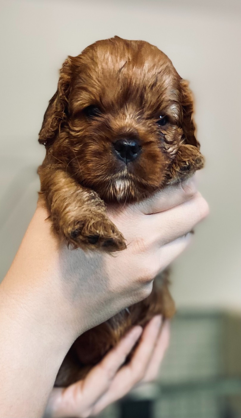 Of Sweet Little Kings - Chiots disponibles - Cavalier King Charles Spaniel