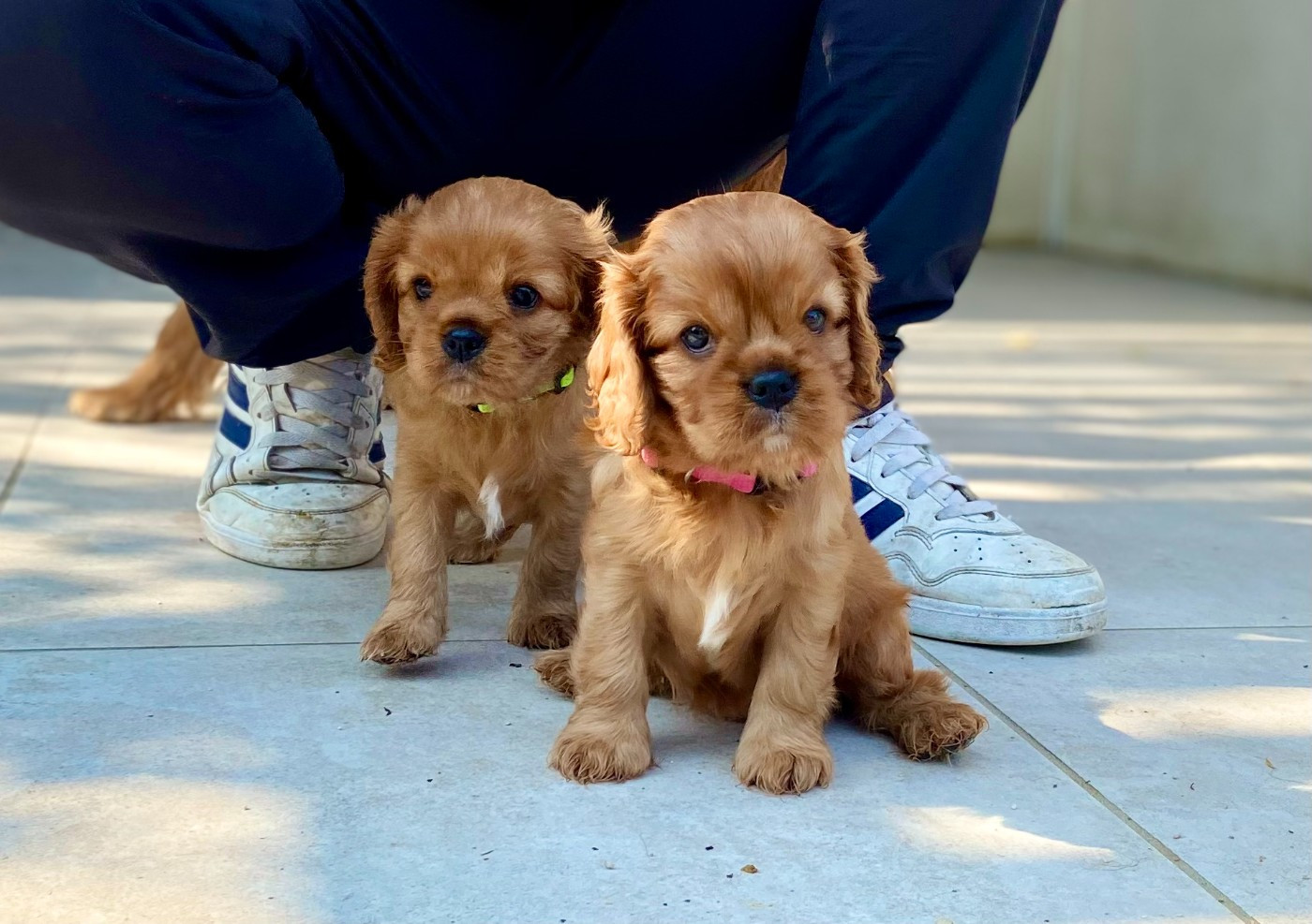 Of Sweet Little Kings - Chiots disponibles - Cavalier King Charles Spaniel