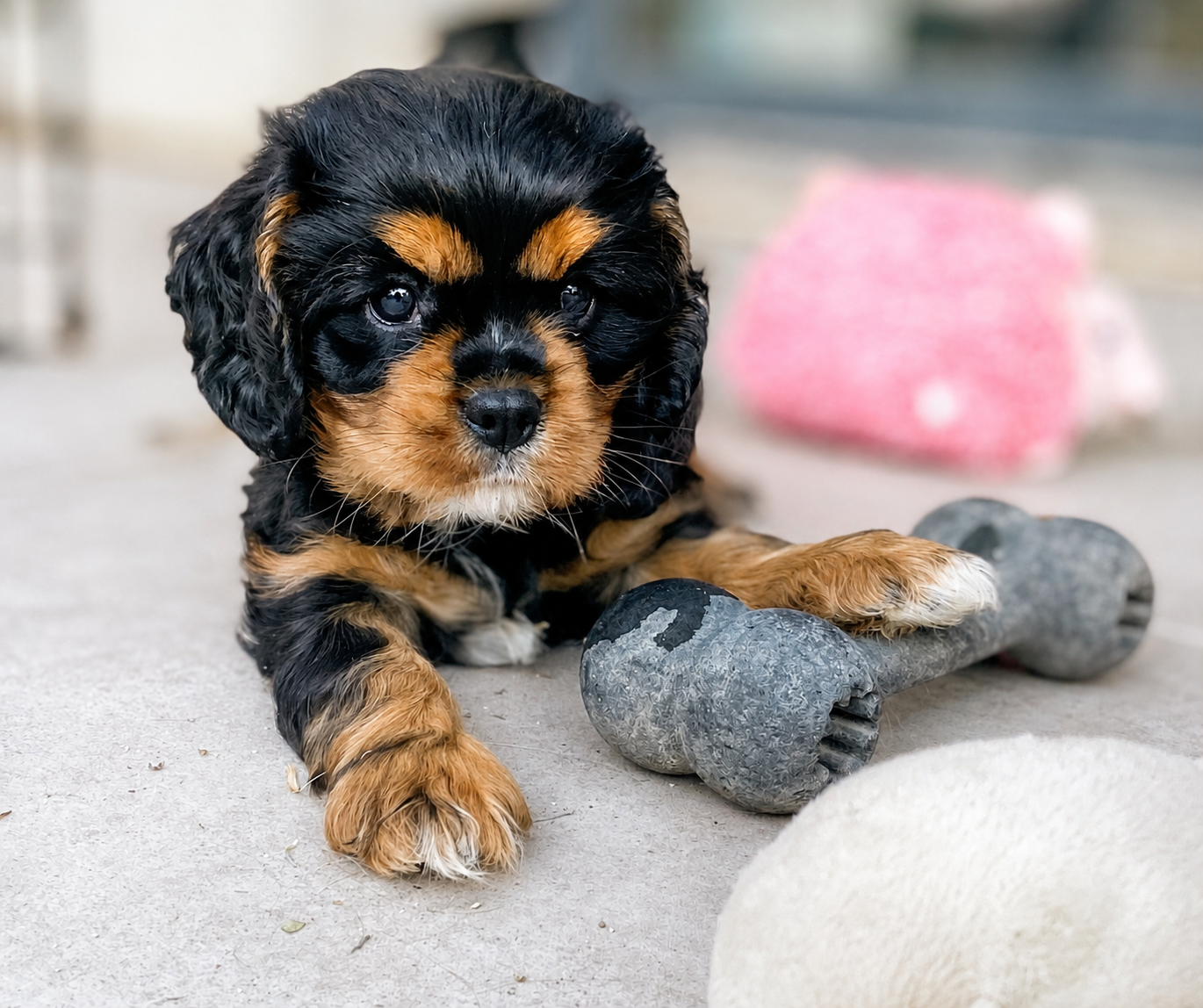 Of Sweet Little Kings - Chiots disponibles - Cavalier King Charles Spaniel