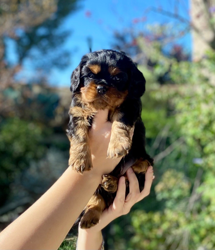 Of Sweet Little Kings - Chiots disponibles - Cavalier King Charles Spaniel