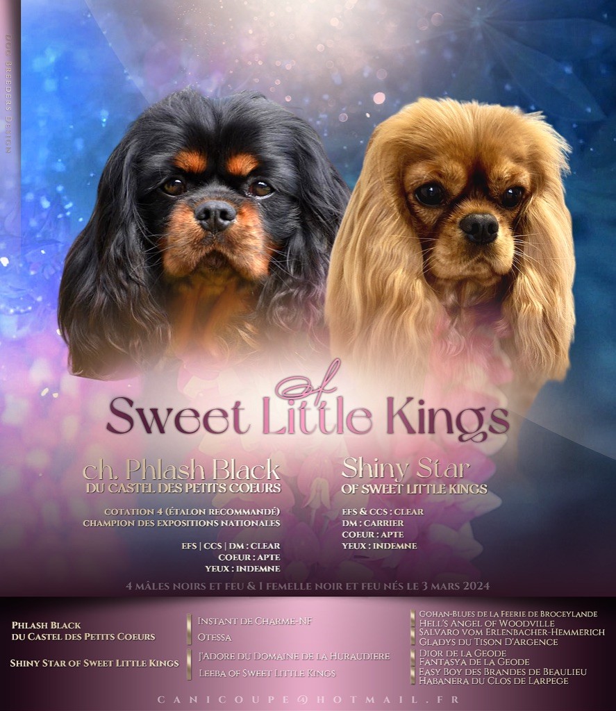 Chiot Cavalier King Charles Spaniel Of Sweet Little Kings