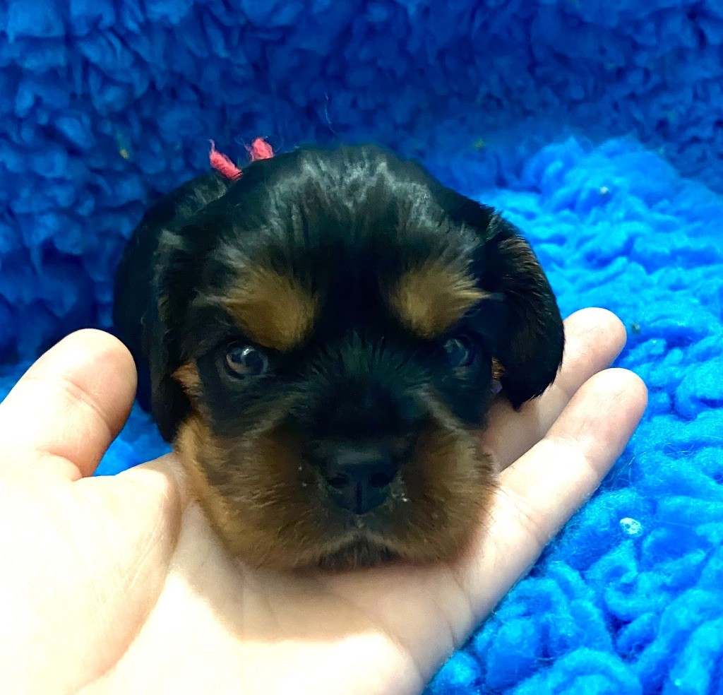 Of Sweet Little Kings - Chiots disponibles - Cavalier King Charles Spaniel