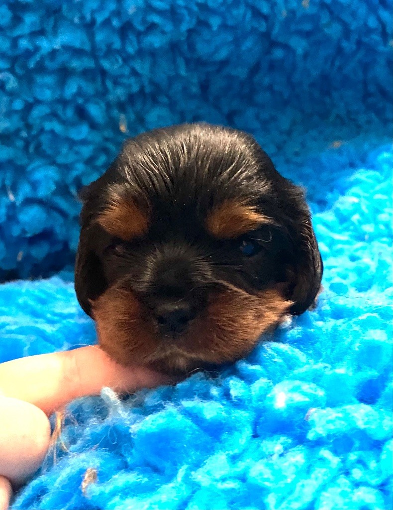 Of Sweet Little Kings - Chiots disponibles - Cavalier King Charles Spaniel