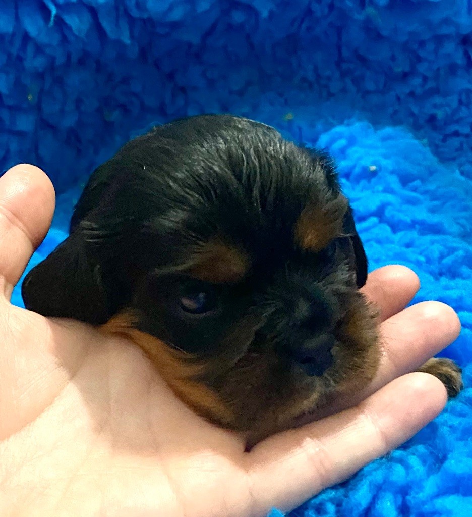 Of Sweet Little Kings - Chiots disponibles - Cavalier King Charles Spaniel