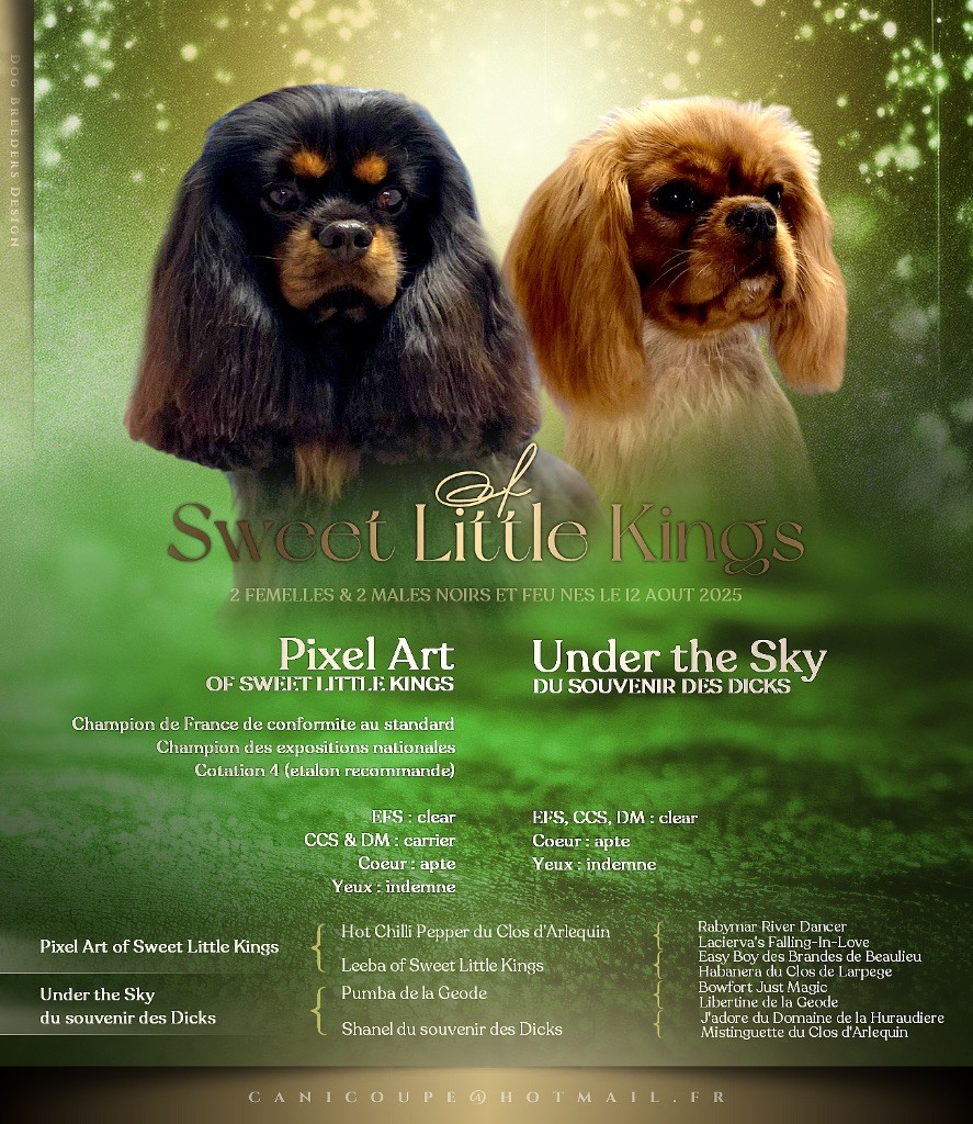 Chiot Cavalier King Charles Spaniel Of Sweet Little Kings