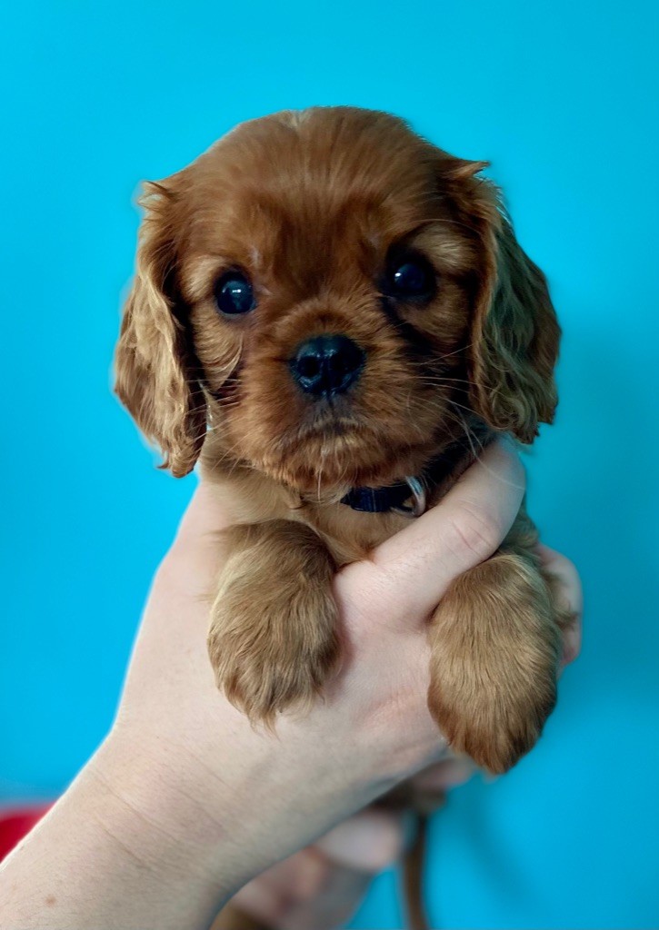 Of Sweet Little Kings - Cavalier King Charles Spaniel - Portée née le 23/11/2021