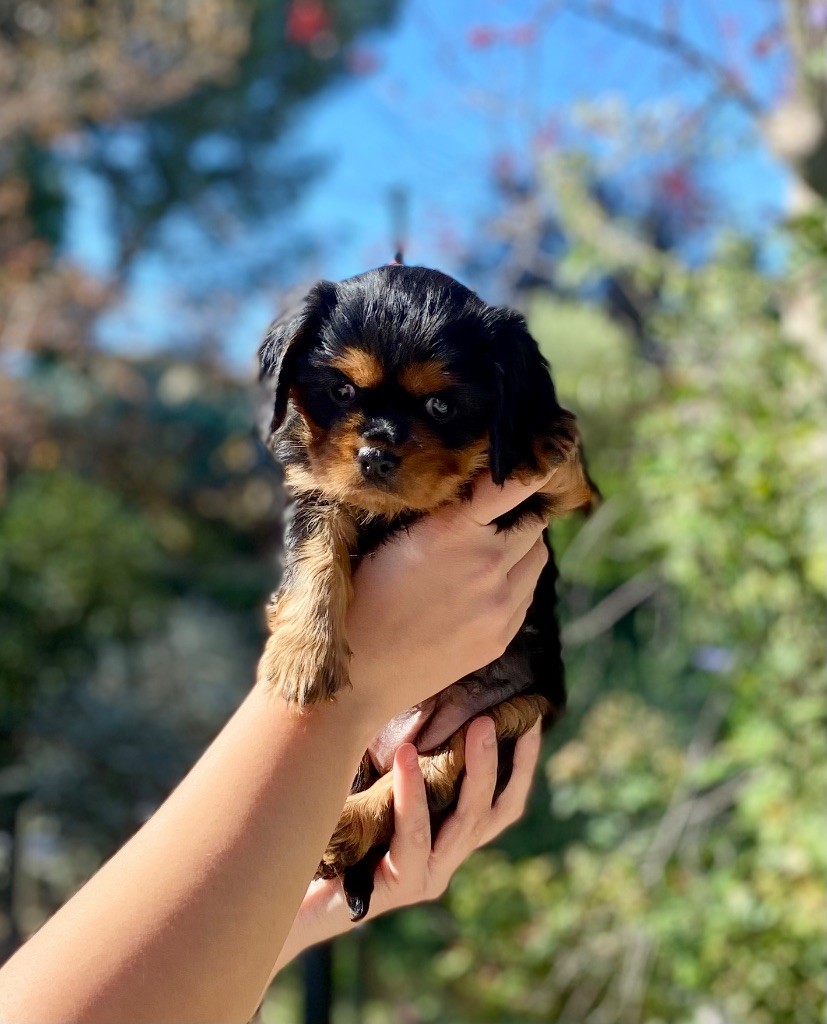 Of Sweet Little Kings - Chiots disponibles - Cavalier King Charles Spaniel