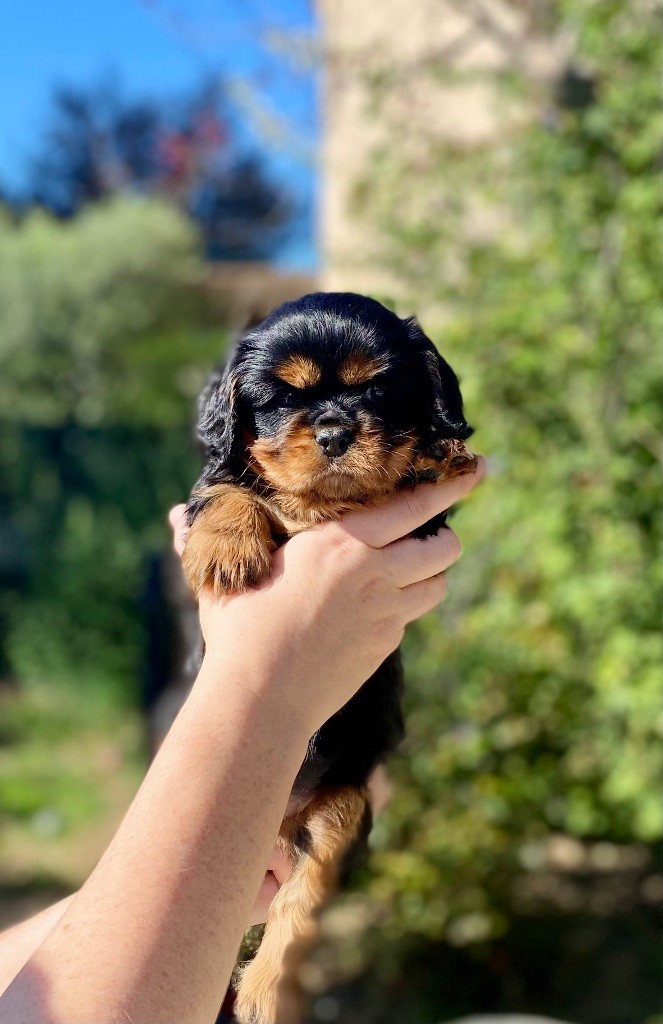 Of Sweet Little Kings - Chiots disponibles - Cavalier King Charles Spaniel